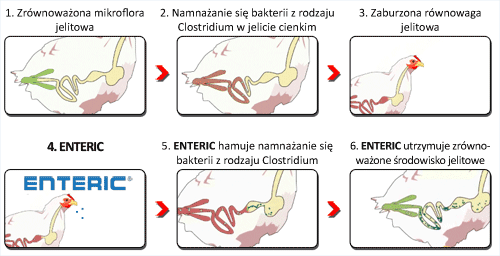 Schemat działania produktu Enteric